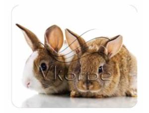 Коврик для мыши BA01-10 Коврик для мыши BA01-10