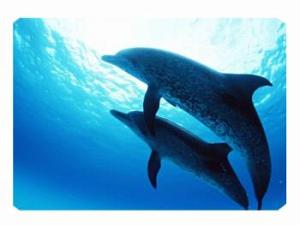 Коврик для мыши Buro BU-M40083 голубой/рисунок 229x179x2мм